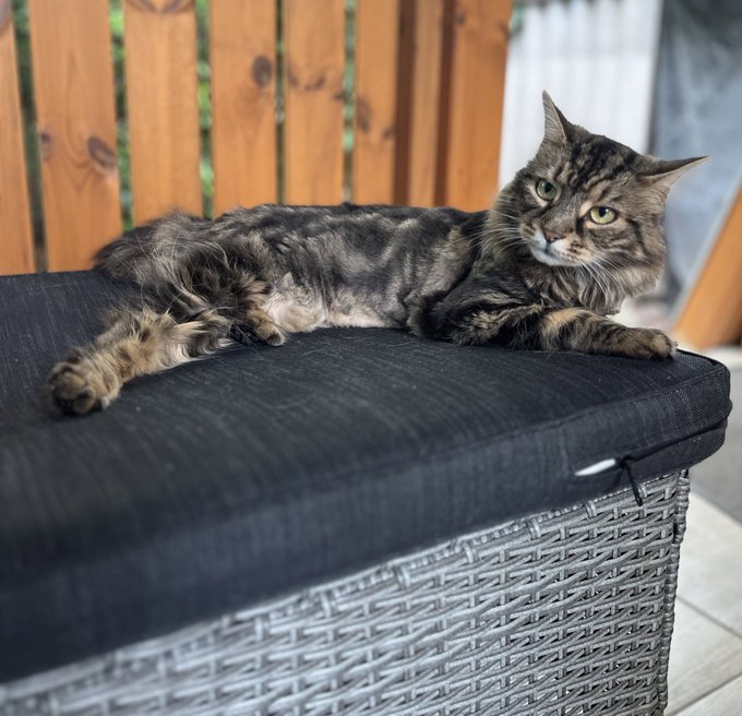 I don't think I'm better than you. You think I'm better than you. That's why you hate me!  🤷🏼&zwj;♀️🤷🏼&zwj;♀️🫶🏻<a href="/tag/myboy"class="tags"><span>#myboy</span></a><a href="/tag/dolfi"class="tags"><span>#dolfi</span></a><a href="/tag/snowbengal"class="tags"><span>#snowbengal</span></a>