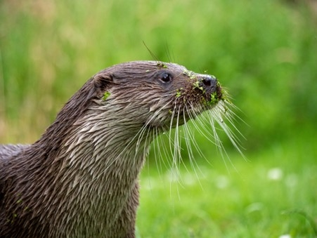 Come and do an interdisciplinary conservation science PhD on the future of carnivores in Britain - with me, @sarahlcrowley <a href="/jon_bennie/">Jon Bennie</a> &amp; Jenny Macpherson of <a href="/vincentwildlife/">Vincent Wildlife</a> exeter.ac.uk/study/funding/…