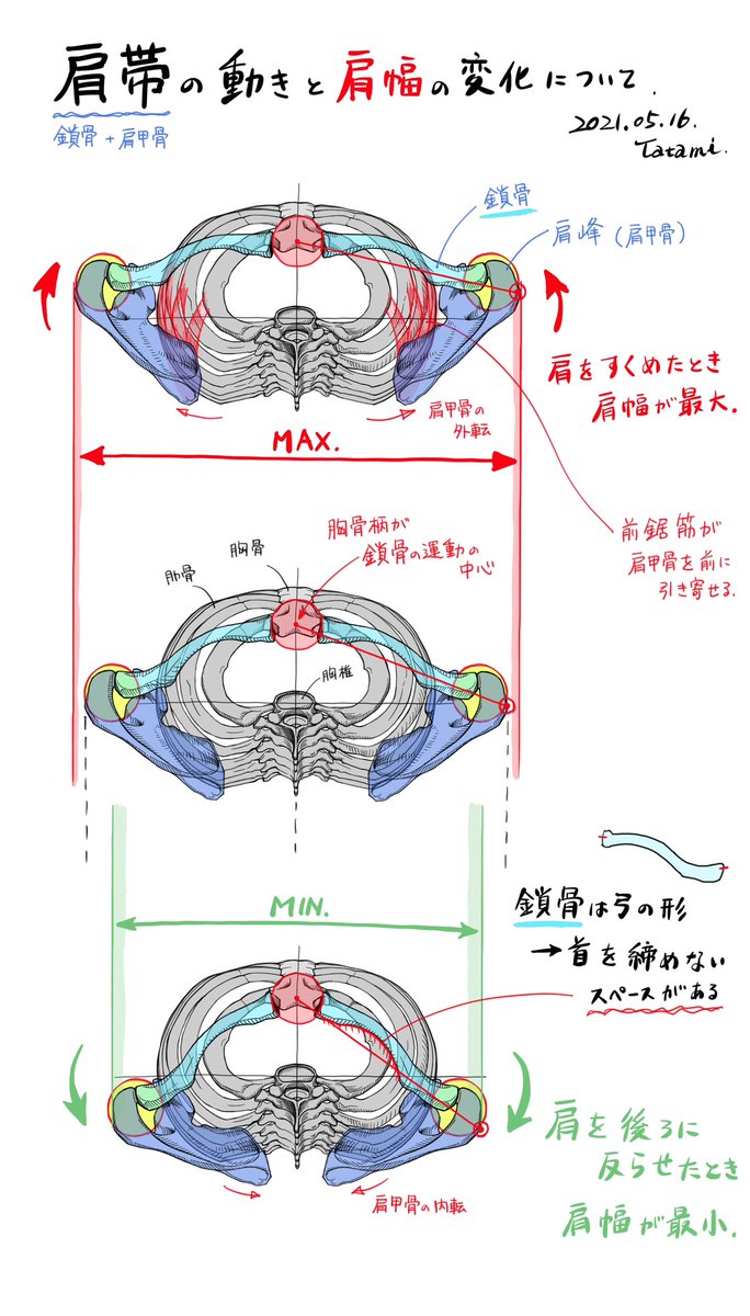 建築設計の仕事をしながら絵の描き方や美術解剖学の勉強をするアカウントです。
ちょっとした「気づき」を絵と言葉にするようにしています。
観察方法や描写方法を、すこし考えるきっかけになると嬉しいです。(添付は過去絵)