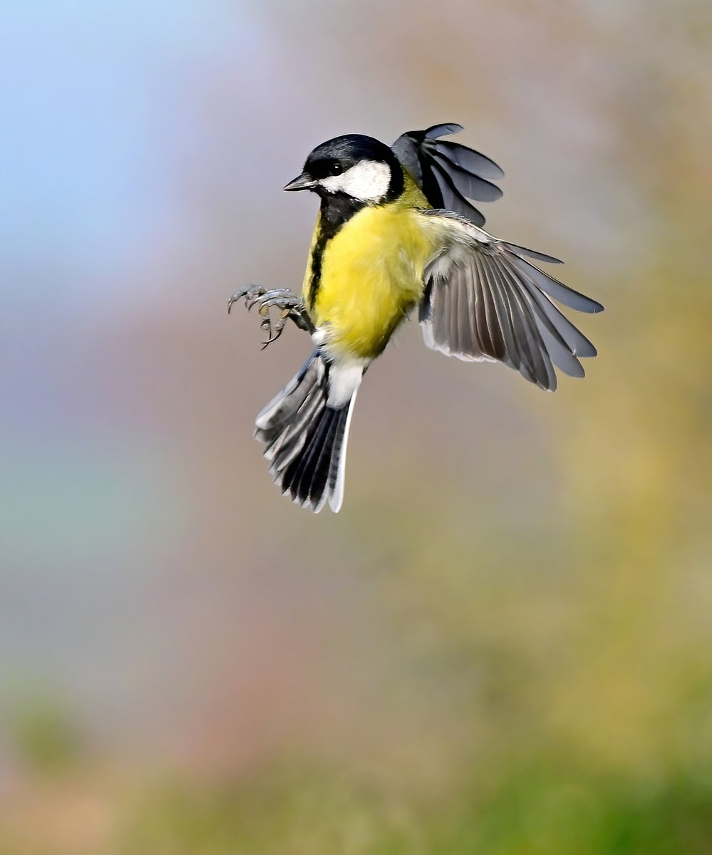 CarlBovisNature's tweet photo. Incoming Great Tit! 😀🐦 https://t.co/3ZGEbf3GG3