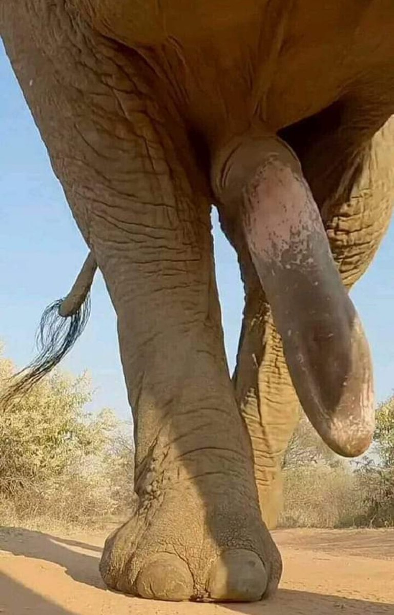 TKafou's tweet photo. Le rêve de tous les hommes 🚹 , le cauchemar de certaines femmes 🚺, je dis bien certaines...😜 on passe 🧑‍🦯🚶‍♂️🚶#Amour #couple #hommes #femmes #blague #humour https://t.co/HOZ8qEubUZ