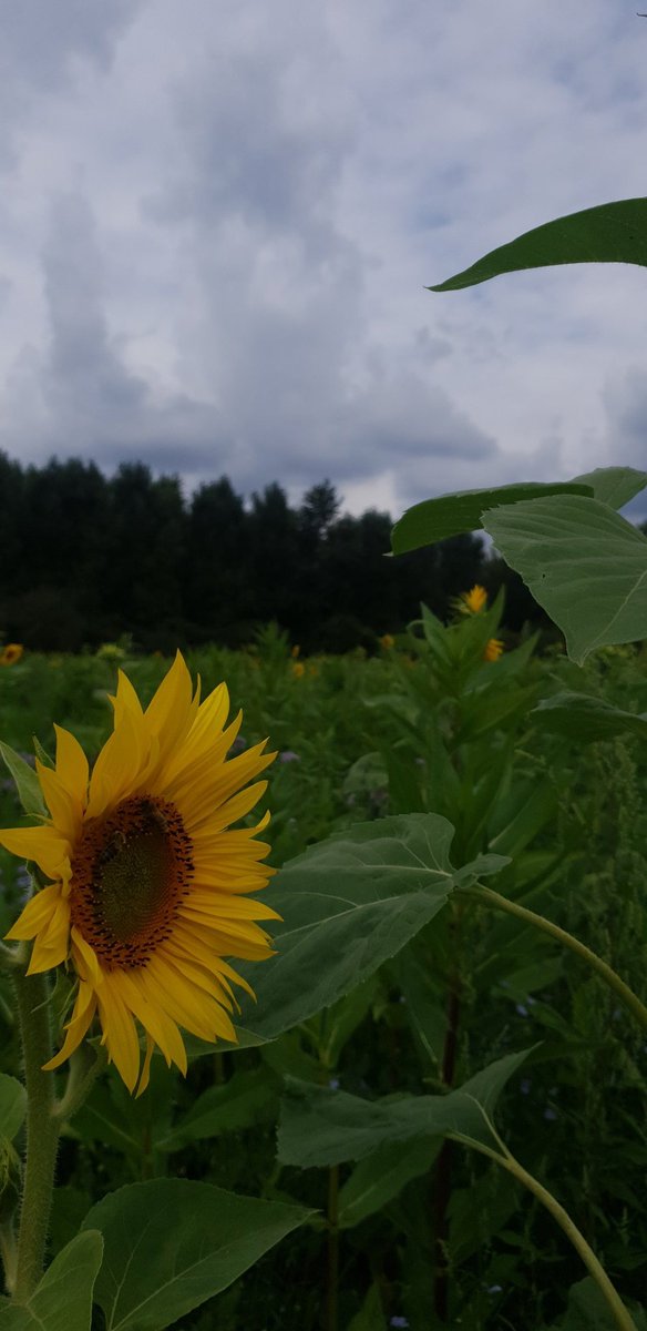 psypunk66's tweet photo. Schöne Fotos gegen #RechtsTwitter...
#Sonnenblumen #Itter https://t.co/A7vtofod4y
