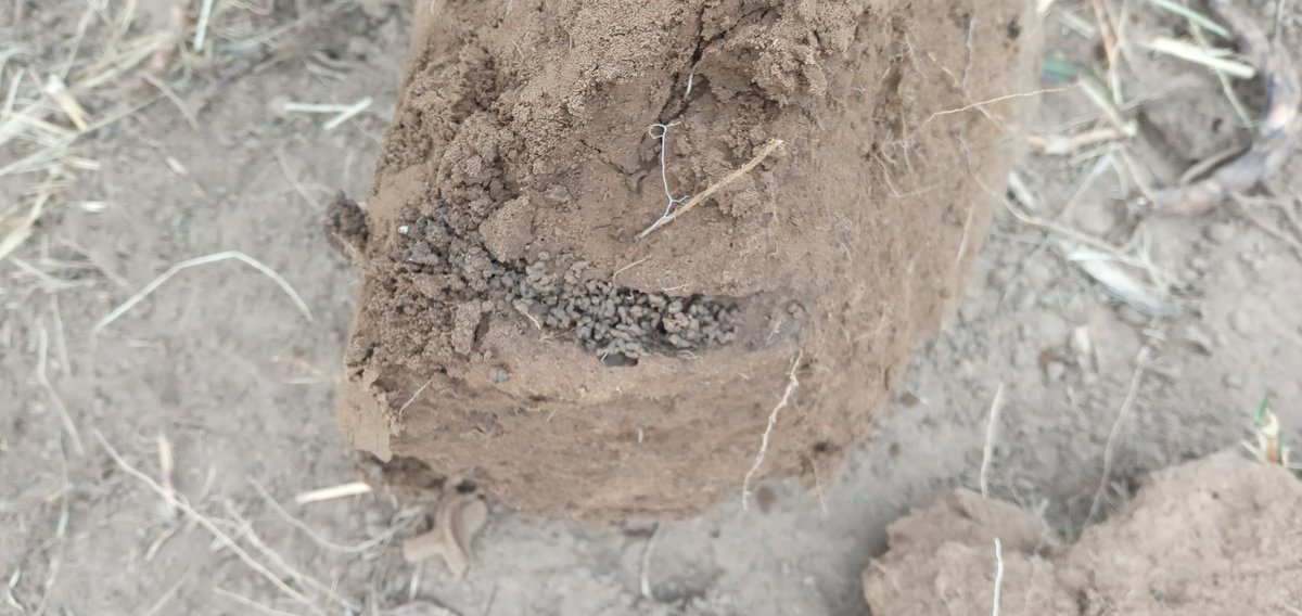 soils20's tweet photo. Importance of earthworms in the soil. 
Channels that allow rapid movement of water and deep nutrient supply.
The difference in color between soil and feces evidences the differences in organic matter. https://t.co/zGuUF1kSFY