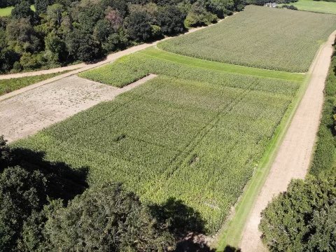 Our trial site looking fantastic from the drone before last weeks Open Day! 🌽🌽🌽 

#farminguk #ukfarming #farming