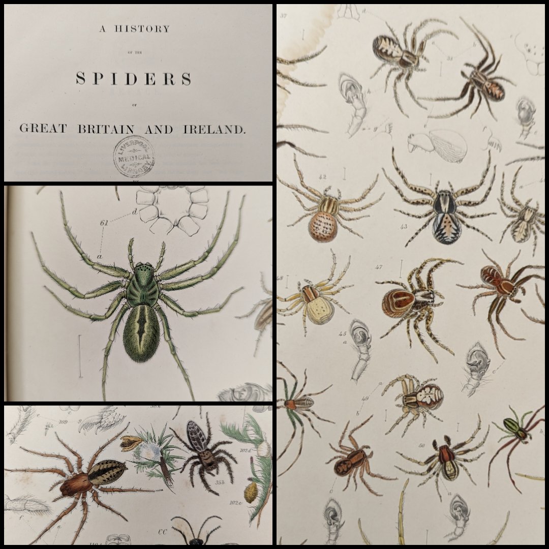 Turning to natural history this week, we have 'A History of the Spiders of Great Britain and Ireland' by John Blackwall (1862). Blackwall was a naturalist with a particular interest in spiders. During the 1860s, he exchanged several letters with Darwin on variation in spiders.