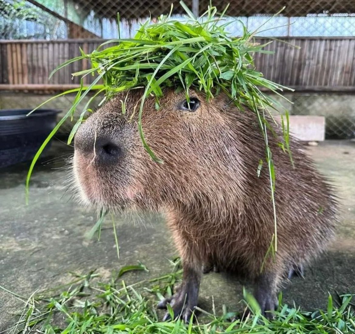 CAPYBARA_MAN's tweet photo. incognito https://t.co/QdeqdkwpL9