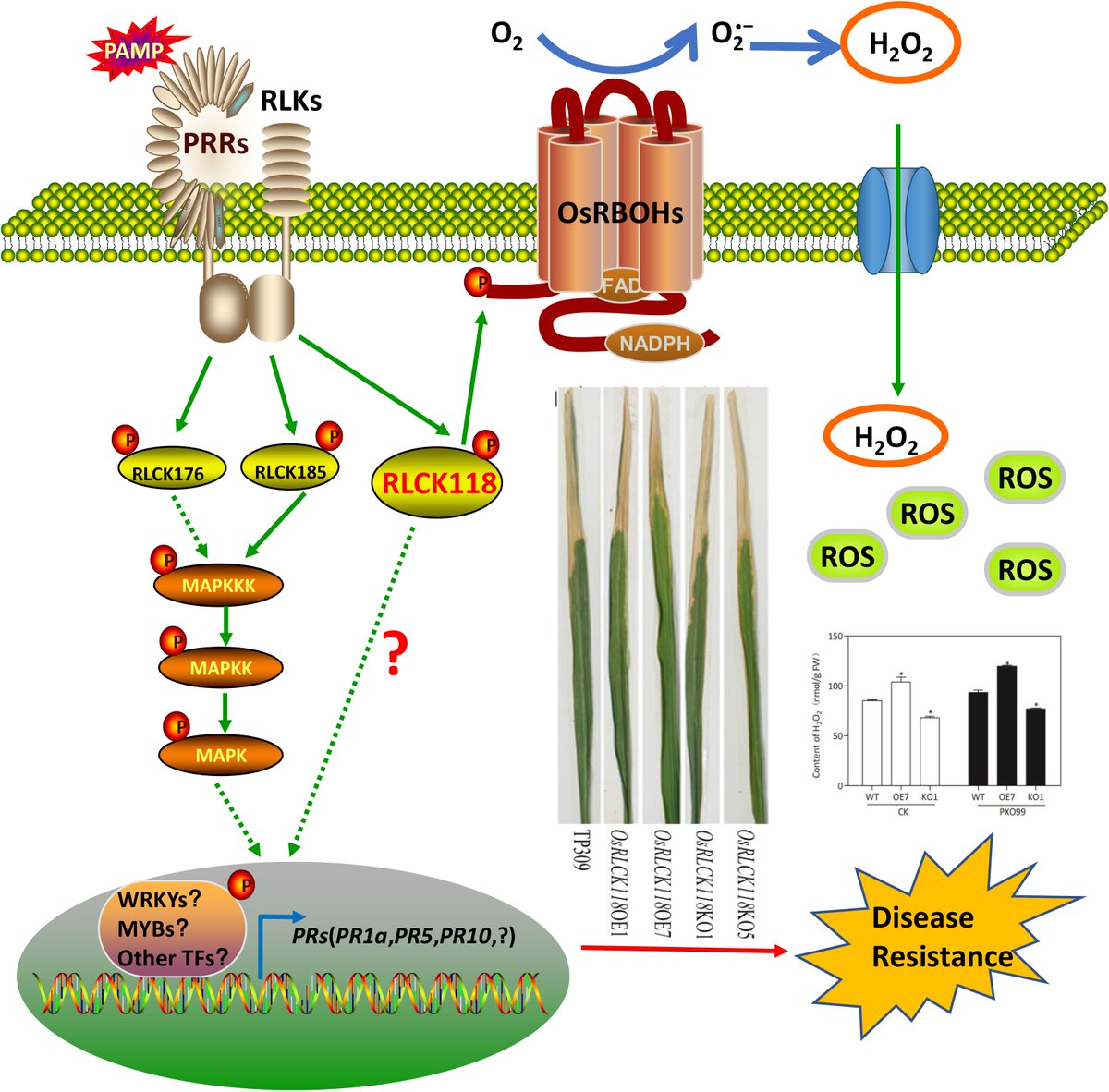 OsRLCK118 in rice regulates plant development and immunity. Silencing alters traits and increases susceptibility to pathogens, while overexpression enhances disease resistance. Implications for defense signaling pathway. #RLCK #PlantImmunity #Rice Details:maxapress.com/article/doi/10…