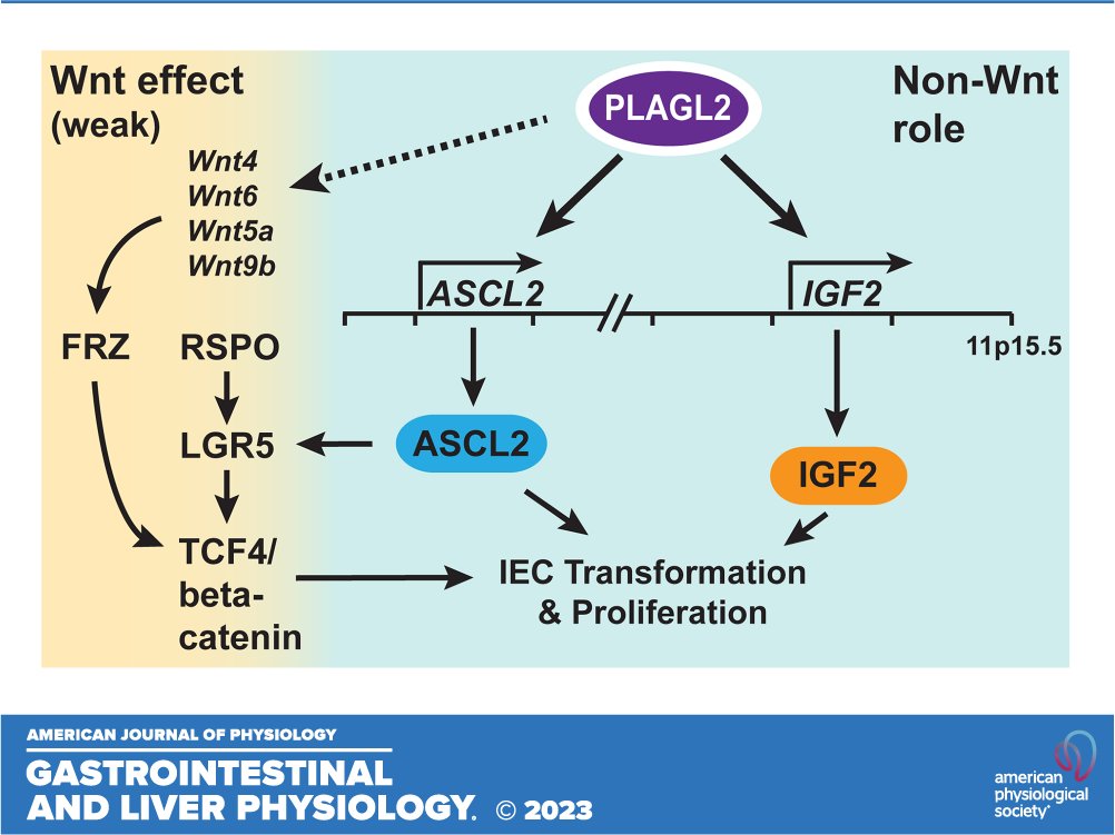 ajpgi's tweet photo. 📃The oncogenic function of PLAGL2 is mediated via ASCL2 and IGF2 and a Wnt-independent mechanism in #ColorectalCancer by Anthony D. Fischer et al.

🖱https://t.co/BbAlVzETu3

#IGF2 #Tumorigenesis @WUSTLmed @WashUGenetics @WUGastro https://t.co/AHK5gihe0E