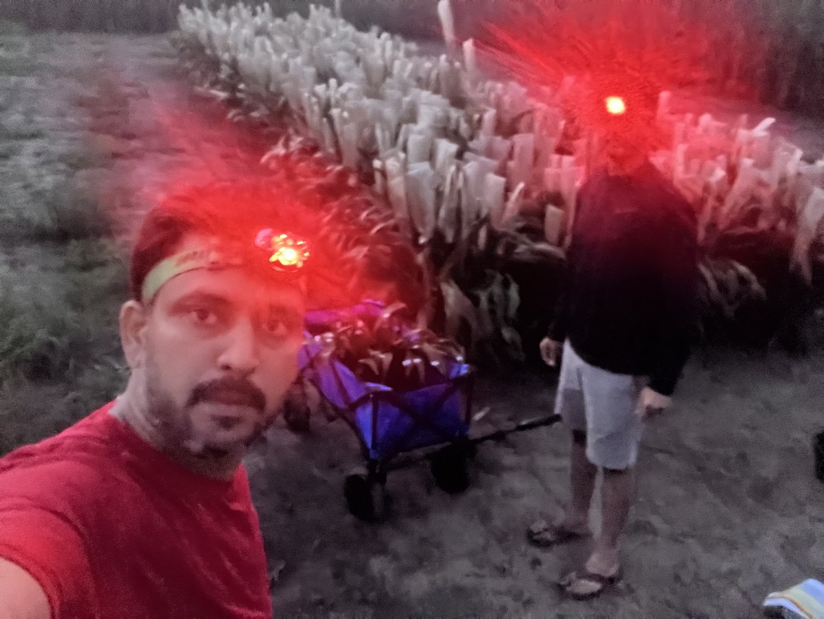 Photosynthesis research is absolutely nothing like a real life horror movie. Why do you ask?