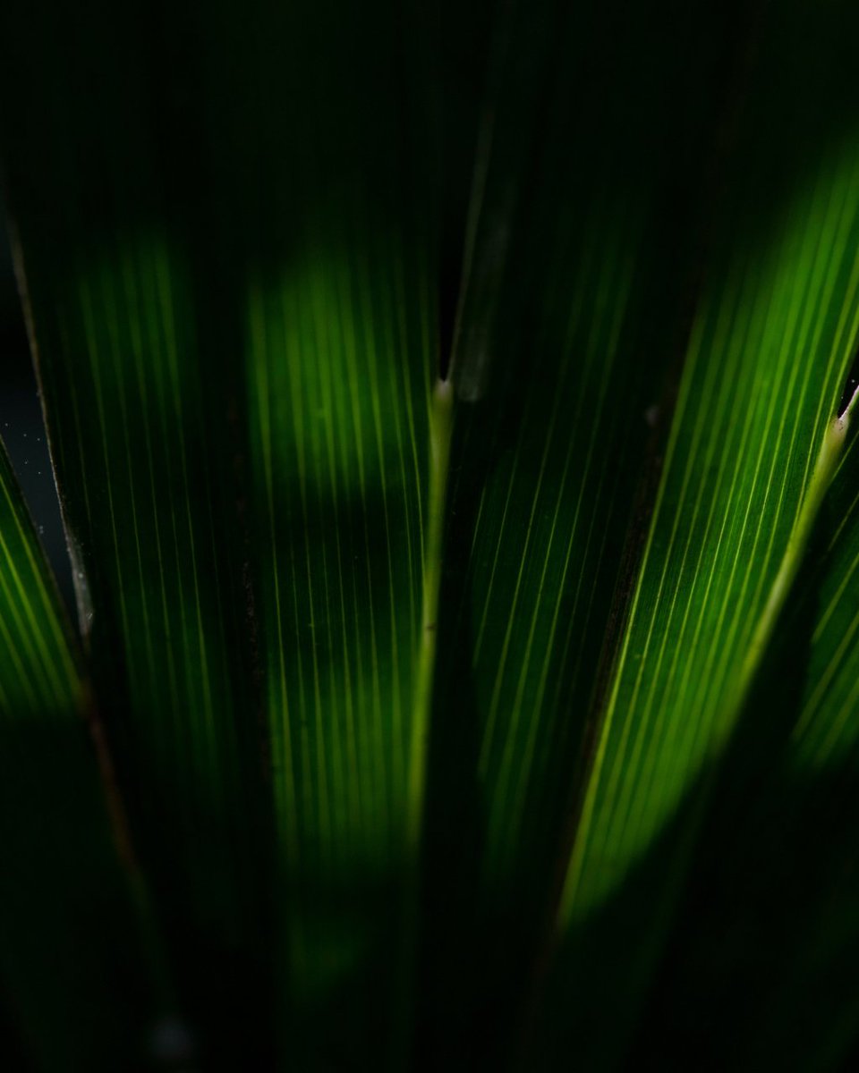 Fundación Bosc de la Marquesa tweet media