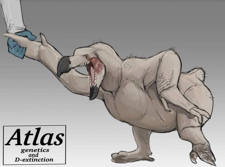 Manu_618_draw's tweet photo. Redibujo basado en una imagen de reddit de un dodo el cual fue clonado pero sus muestras fueron contaminadas con ADN humano al parecer.
#dodo #deextincion #raphus https://t.co/iSeaL5j8Ta