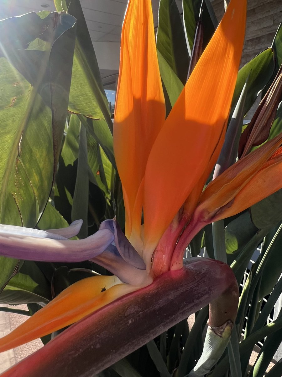 💚🧡Feliz martes les manda esta ave del paraíso💚🧡