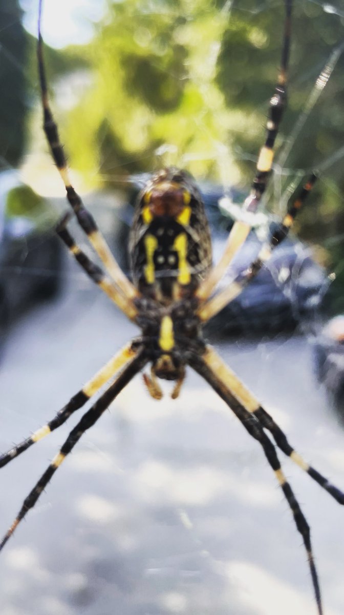 AlexCharns's tweet image. Fulton County Georgia Post-conviction Supervision Release Bracelet Spider XXL