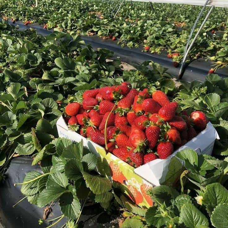 artindetails's tweet photo. strawberry-picking 🍓 https://t.co/5uVnU0Aydl