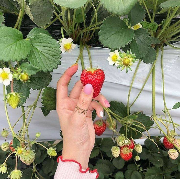 artindetails's tweet photo. strawberry-picking 🍓 https://t.co/5uVnU0Aydl