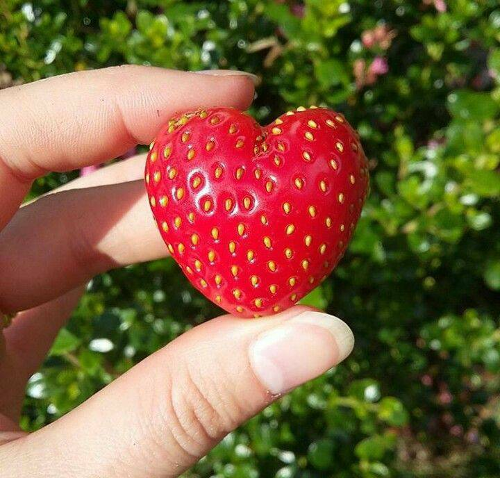 artindetails's tweet photo. strawberry-picking 🍓 https://t.co/5uVnU0Aydl