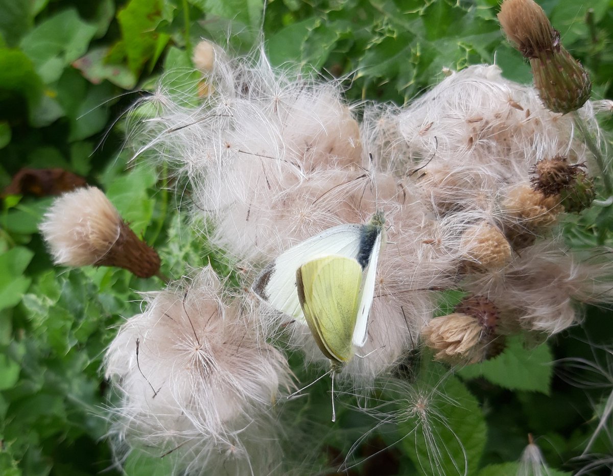 Janet Mee tweet media