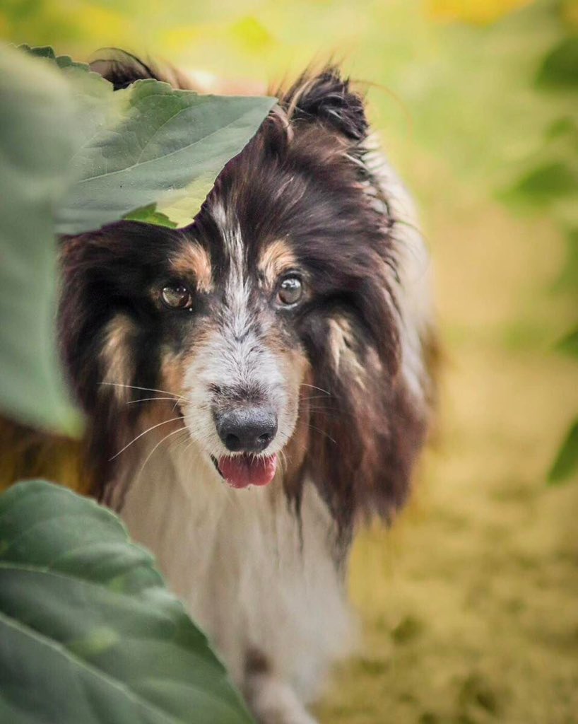 MuseauxG's tweet photo. Maestro, 
7 ans, Berger des Shetlands mâle atteint de Myopathie, cherche un nouveau foyer 
Visible près de Béziers 34 Hérault https://t.co/6CsXFrEvV2