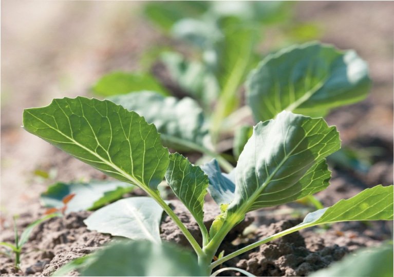HireABearcat's tweet photo. NEB-IA Agronomics, LLC is seeking candidates for a part-time soil sampling position in Northwest and West Central Missouri. Pay will be on an hourly basis with an acre-based bonus. To apply, submit an email with your resume attached to nunscott71@yahoo.com. https://t.co/WvYmcqMzK8