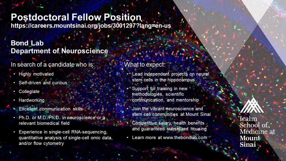 Come work with us! 👩‍🔬🧠 New position for a postdoc in the Bond Lab: careers.mountsinai.org/jobs/3001297?l… Cool projects trying to understand how neural stem cells function across development in the hippocampus Contact us to find out more!