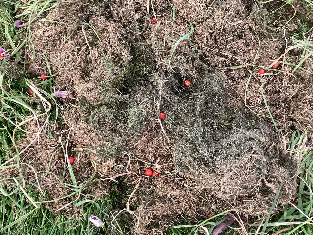 Yesterday we tried some outdoor learning for the first time. We went out and looked for signs of Autumn starting , for some living things, seeds and different types of plants. <a href="/FernieleaSchool/">Fernielea School</a>