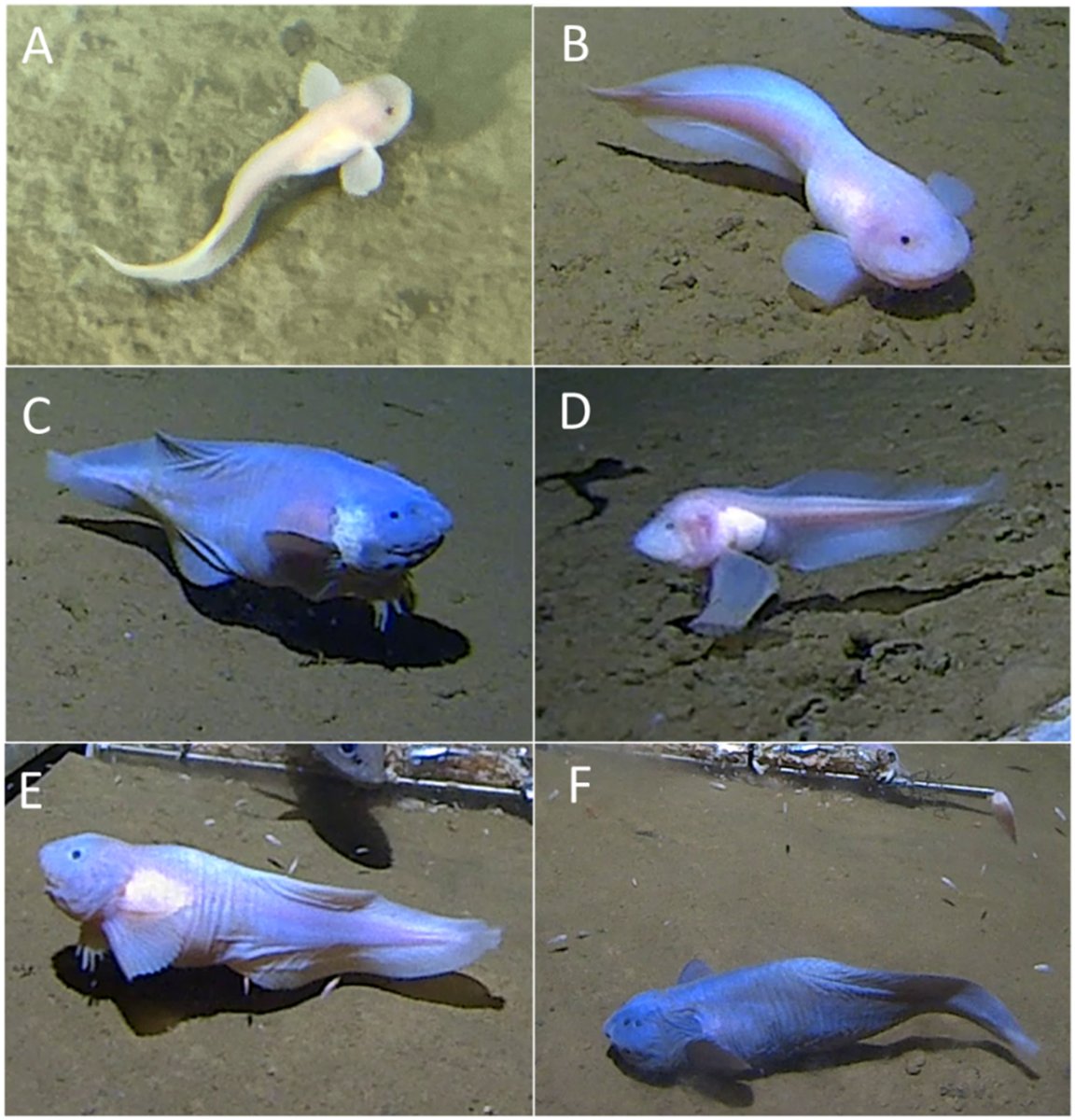 ⚠️ A snailfish has reached a new maximum depth! A new study in #DeepSea Research recorded the new maximum depth for bony fish, reaching 8022m in the Izu-Ogasawara trench! bit.ly/3YIzAG0