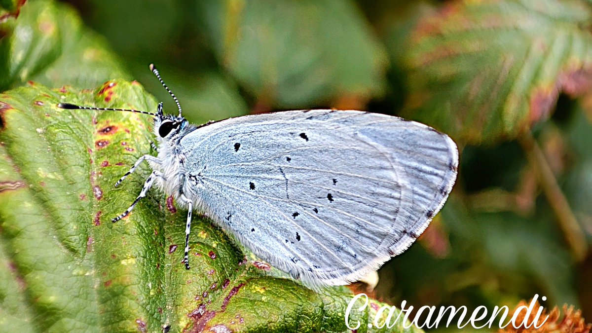 Aramendi_'s tweet photo. 💥 Celastrina argiolus (izq) & Brintesia circe (dcha)
Recolectando zarzamoras en época por la provincia de #Ávila, me he topado con este bonito ejemplar gris celeste de Náyade y seguidamente con Rey Moro. #Lepidoptero #nature #insects #Butterflies #mariposa https://t.co/7X1YyjljhB