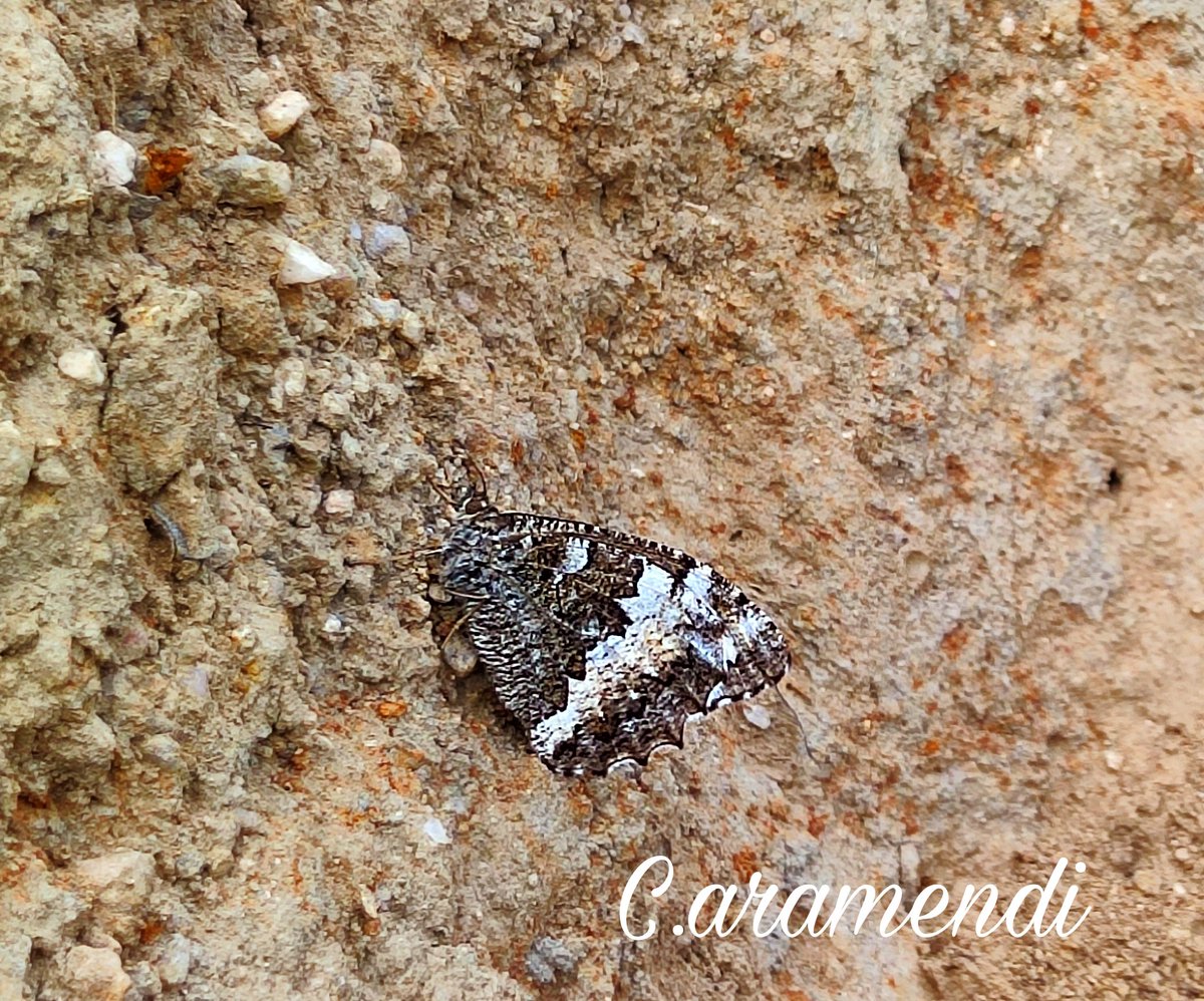 Aramendi_'s tweet photo. 💥 Celastrina argiolus (izq) & Brintesia circe (dcha)
Recolectando zarzamoras en época por la provincia de #Ávila, me he topado con este bonito ejemplar gris celeste de Náyade y seguidamente con Rey Moro. #Lepidoptero #nature #insects #Butterflies #mariposa https://t.co/7X1YyjljhB