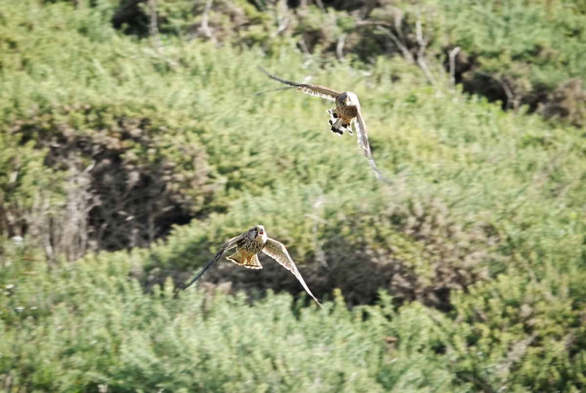 WildDevon tweet media