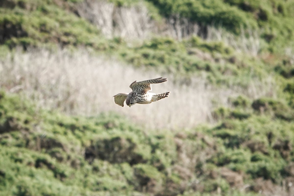 WildDevon tweet media