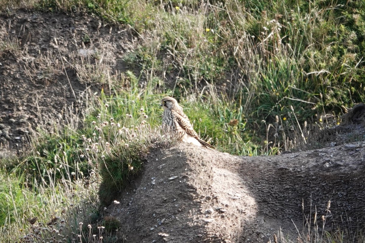 WildDevon tweet media