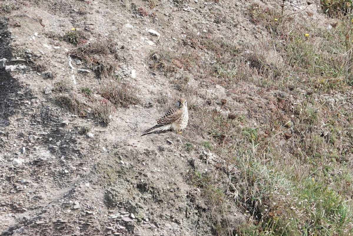 WildDevon tweet media