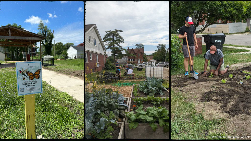 For every plant we sell, we reserve one plant to be donated to a community garden or public space, doubling our collective impact on wildlife and the planet. 🌱🌎🌱 One of our recent recipients was @CityofDetroit's Marygrove Community Association. gardenforwildlife.com/blogs/learning…