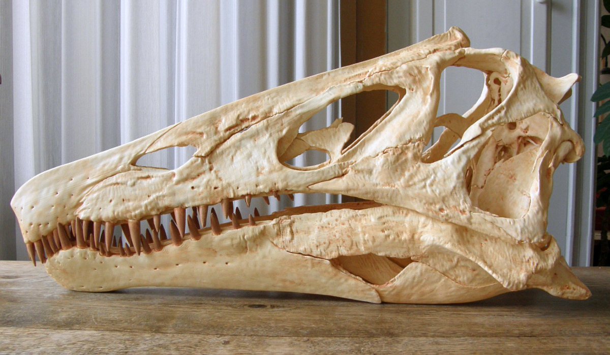 EllipalXtech's tweet photo. 🚨 Last day to sign our open letter asking for the repatriation of this fine dinosaur that was smuggled from Brazil and is currently in Germany.

📢 Help this important dino to come back to its home place in Brazil, sign the open letter!
👇👇👇
https://t.co/blSUNAVKFt https://t.co/NFeL8fPJRi