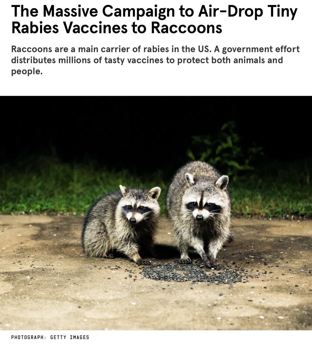 fur_vin's tweet photo. Sorry you cannot be a raccoon and antivax it is forbidden by the trash panda convention https://t.co/evp22aDfWC