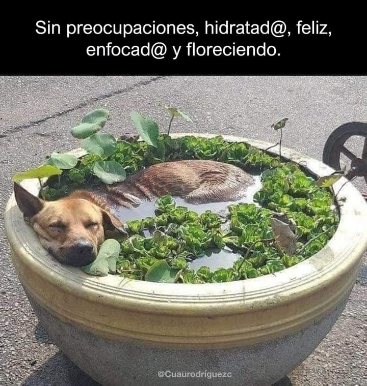 BOjerom's tweet photo. Pensamientos positivos que no falten hoy! ☺️🥰😎
@araceli_cantor @GutRosita @MaleLpez8 https://t.co/TFSVIVLGdl