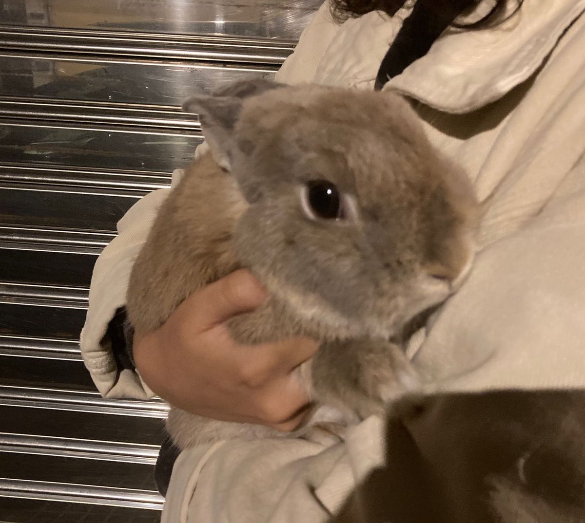 Hemos encontrado este conejito ayer en la calle Petin, está cuidado y es muy bueno, por favor rt para ver si encontramos a su familia 
<a href="/silcerino/">Silcerino</a> <a href="/EloyTP/">Eloy TP</a> @a_coruna #coruña #acoruña