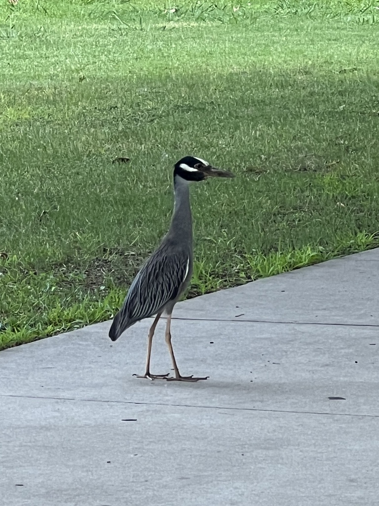 <a href="/UNTPolice/">UNT Police Dept.</a> For our final look at the animals of UNT, here are some of the creatures found on the main campus and at the Pollinative Prairie, which are compiled on the iNaturalist website by members of <a href="/UNTScience/">UNT College of Science</a>, <a href="/UNTWMGF/">UNT We Mean Green Fund</a> and <a href="/ser_unt/">SER_UNT</a>.
bit.ly/45PYYw2
bit.ly/3L263lb