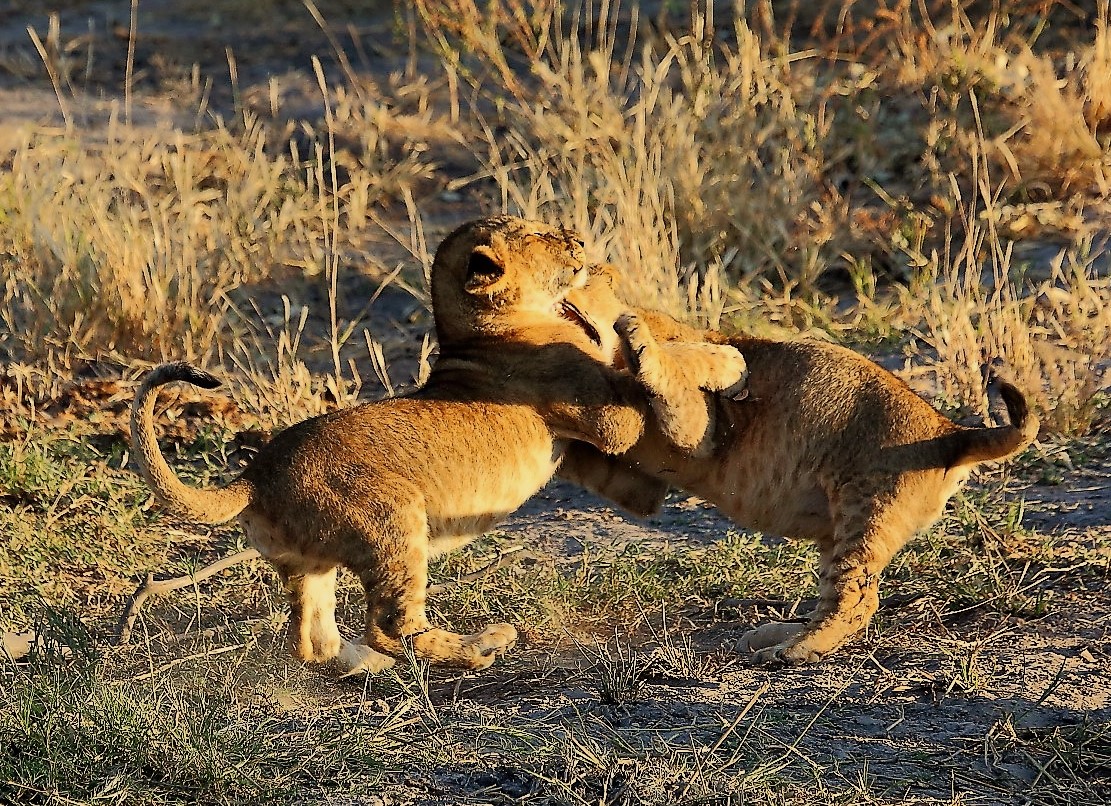 JazPeterFinn's tweet photo. Lion cubs playing in the morning light. (2016) #Lions #Africanwildlife #Africa #Botswana #Savute https://t.co/e0B5lWR5FC