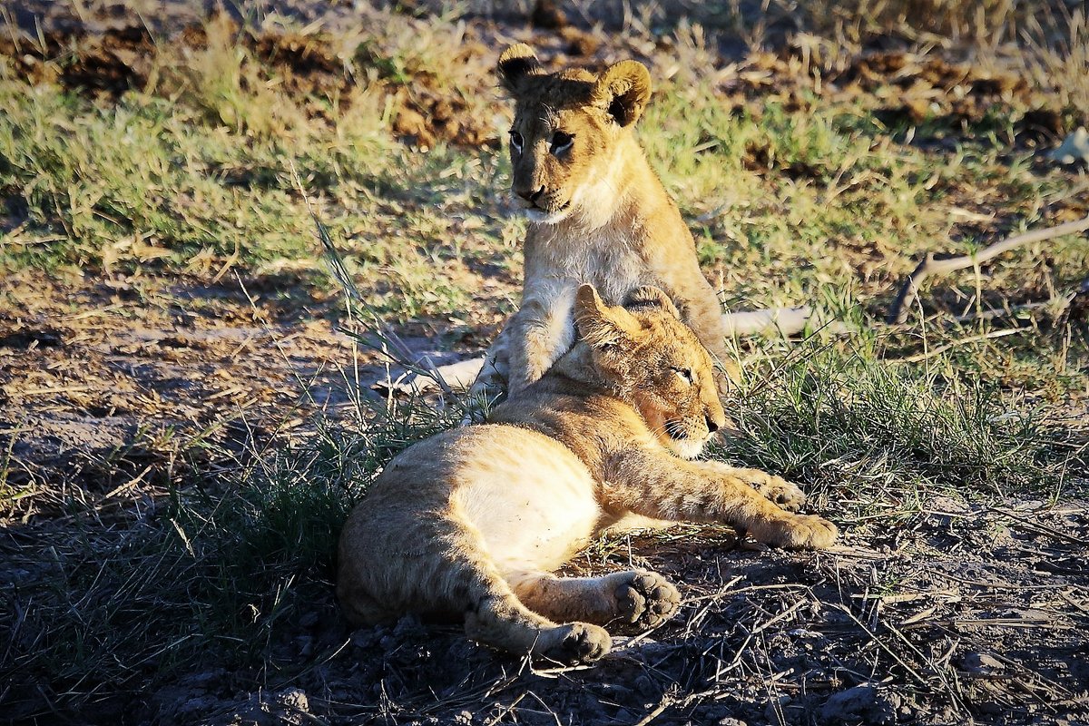 JazPeterFinn's tweet photo. Lion cubs playing in the morning light. (2016) #Lions #Africanwildlife #Africa #Botswana #Savute https://t.co/e0B5lWR5FC