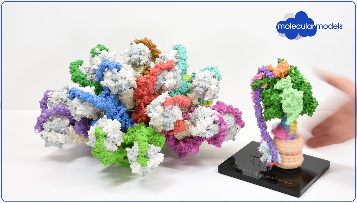 Molecular Models tweet media