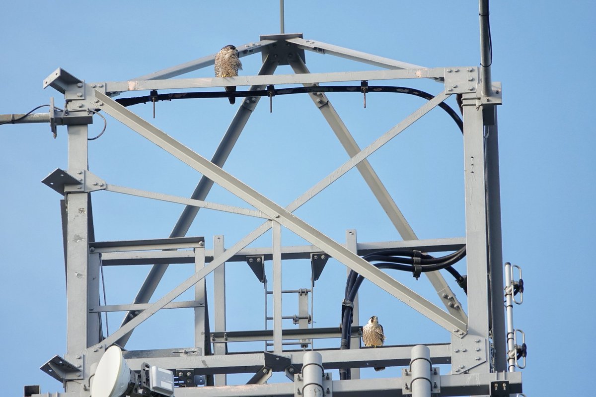 WildDevon tweet media