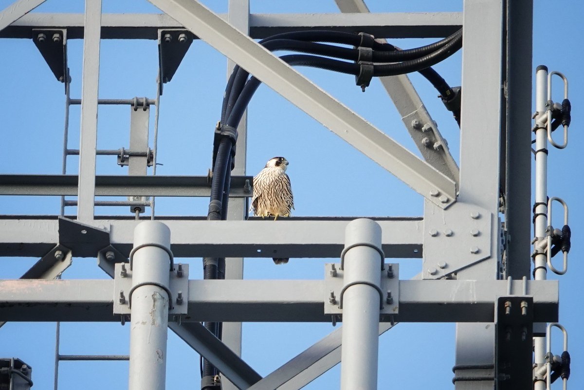 WildDevon tweet media