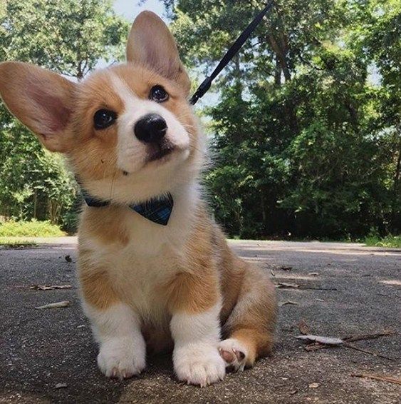 corgisklub's tweet image. Cute corgi Puppy
#corgiclub #corgination #corgipuppy #myfavcorgi #cutecorgi #smartcorgi #smartdog #dog #Corgi