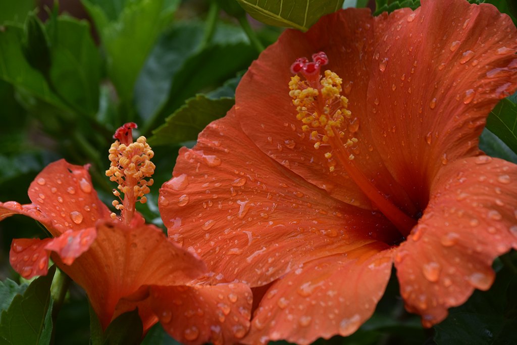 Malicious Sheep tweet media