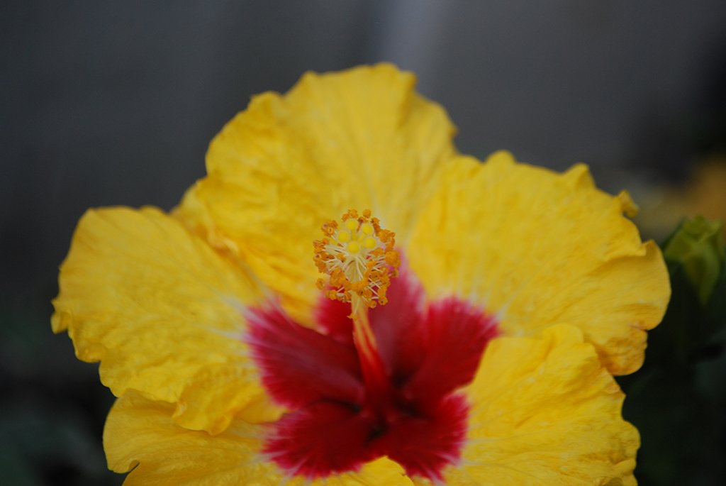 Malicious Sheep tweet media