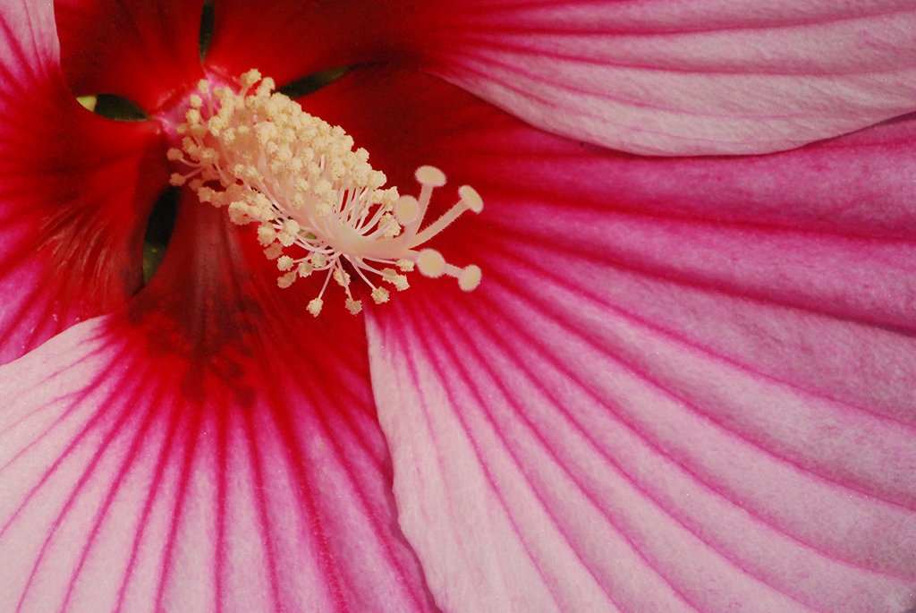 Malicious Sheep tweet media