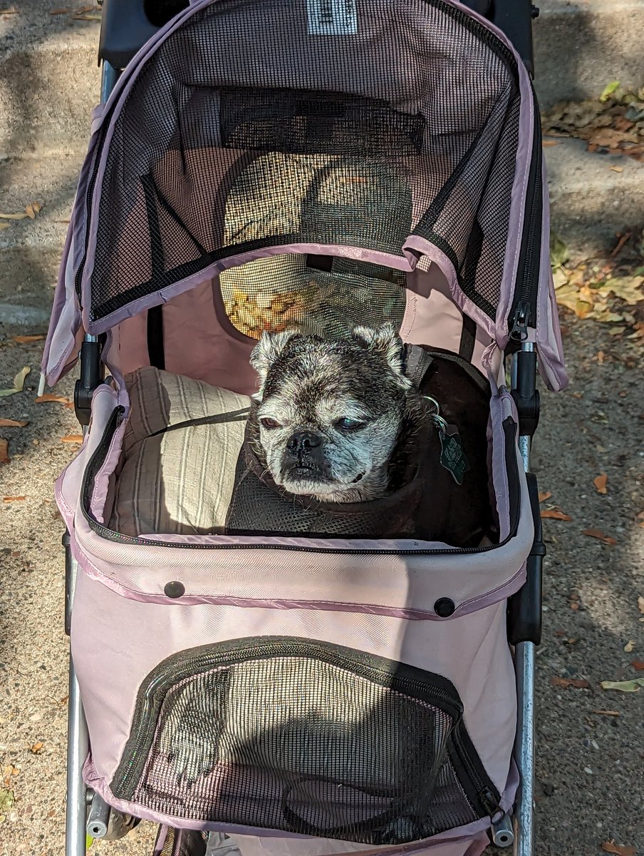 PugnatiousG's tweet photo. Good morning! I is wishing you a nice day today! I am off on a ride in the Pug Mobile and spending da day in our yard. It's going to be a beautiful day today โค๏ธโค๏ธ
Luv Puggie๐๐โค๏ธ๐๐พ
#PuggieG
#dogsoftwitter
#digsofX https://t.co/mRTFUGCeap