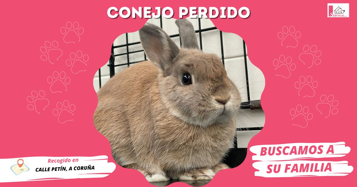 💔 CONEJO PERDIDO 💔

Hemos encontrado a este 🐰 #pequeñín en la callle Petín, en #ACoruña.

🐇 Esta preciosidad se encuentra en nuestras instalaciones de 📍 Alto de Bens.

Llama al 📞 981 263 093 o comparte para encontrar a su familia!