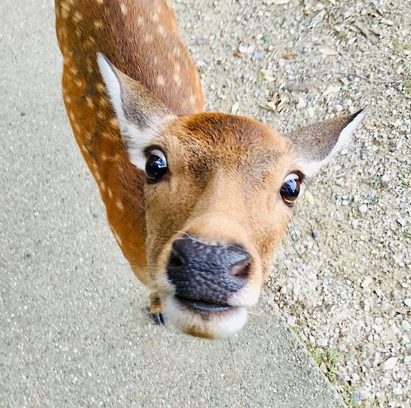 you: eating lunch peacefully
me:
